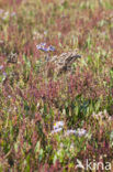 Lamsoor (Limonium vulgare)