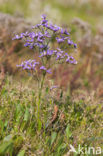 Lamsoor (Limonium vulgare)