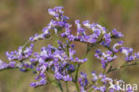 Lamsoor (Limonium vulgare)