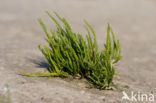 Langarige zeekraal (Salicornia procumbens)