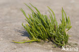 Langarige zeekraal (Salicornia procumbens)