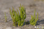 Long-spiked Glasswort (Salicornia procumbens)