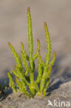 Langarige zeekraal (Salicornia procumbens)