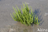 Long-spiked Glasswort (Salicornia procumbens)