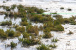 Long-spiked Glasswort (Salicornia procumbens)