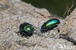 leaf beetle (Chrysomela spec)