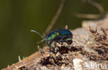 leaf beetle (Chrysomela spec)