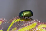 leaf beetle (Chrysomela spec)