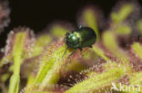 leaf beetle (Chrysomela spec)