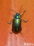 leaf beetle (Chrysomela spec)