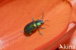 leaf beetle (Chrysomela spec)