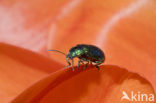 leaf beetle (Chrysomela spec)