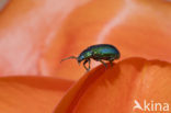 leaf beetle (Chrysomela spec)