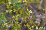 Liggend bergvlas (Thesium humifusum) 