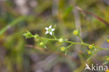 Liggend bergvlas (Thesium humifusum) 