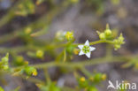 Liggend bergvlas (Thesium humifusum) 