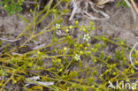 Liggend bergvlas (Thesium humifusum) 