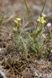 Prostrate Toadflax (Linaria supina)