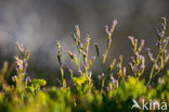 Limonium dodartii