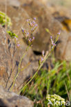 Limonium dodartii