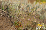 Limonium dodartii