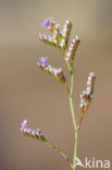 Limonium dodartii