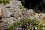 Limonium dodartii