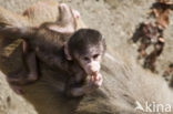 Hamadryas Baboon (Papio hamadryas)