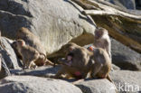 Hamadryas Baboon (Papio hamadryas)