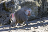 Hamadryas Baboon (Papio hamadryas)