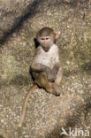 Hamadryas Baboon (Papio hamadryas)