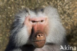 Hamadryas Baboon (Papio hamadryas)