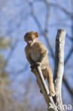 Hamadryas Baboon (Papio hamadryas)