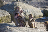 Hamadryas Baboon (Papio hamadryas)