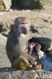 Hamadryas Baboon (Papio hamadryas)