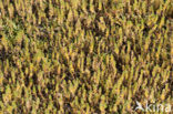 Sea Milkwort (Glaux maritima)