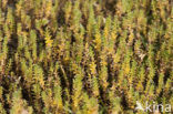 Sea Milkwort (Glaux maritima)