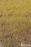 Sea Milkwort (Glaux maritima)