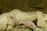 Mexicaanse blinde holenvis (Astyanax fasciatus mexicanus)