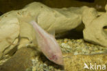 blind cavefish (Astyanax fasciatus mexicanus)