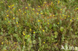 Moerashertshooi (Hypericum elodes) 