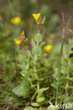 Moerashertshooi (Hypericum elodes) 