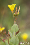 Moerashertshooi (Hypericum elodes) 