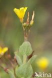 Marsh St John’s wort (Hypericum elodes)