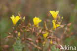 Moerashertshooi (Hypericum elodes) 