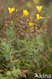 Marsh St John’s wort (Hypericum elodes)