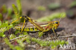 Moerassprinkhaan (Stethophyma grossum) 