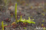 Marsh Clubmoss (Lycopodiella inundata)