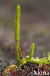 Marsh Clubmoss (Lycopodiella inundata)