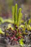 Marsh Clubmoss (Lycopodiella inundata)